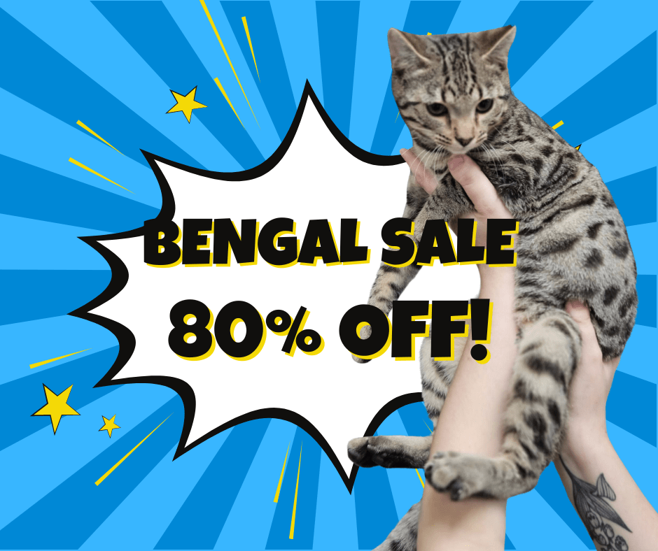 bengal-sale-min