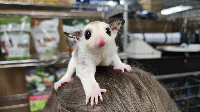 Sugar Glider Sale!