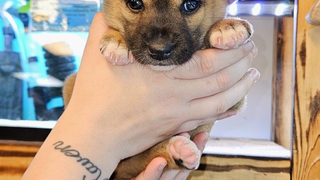 New Guinea Singing Dogs, the rarest breed in the world!