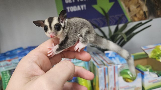 Sugar Gliders!