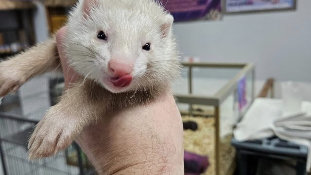 Ferret Sale!