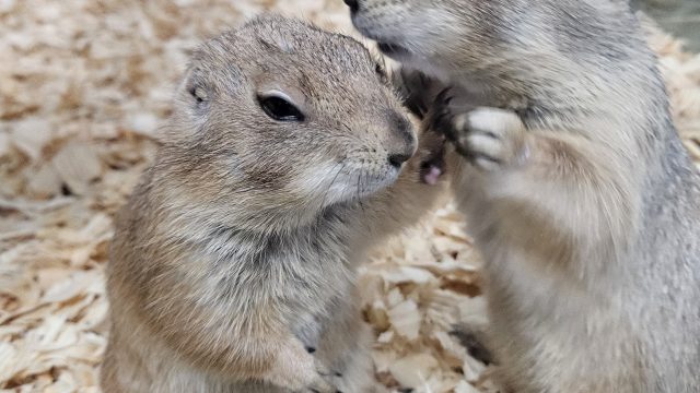 Prairie Dog Sale!