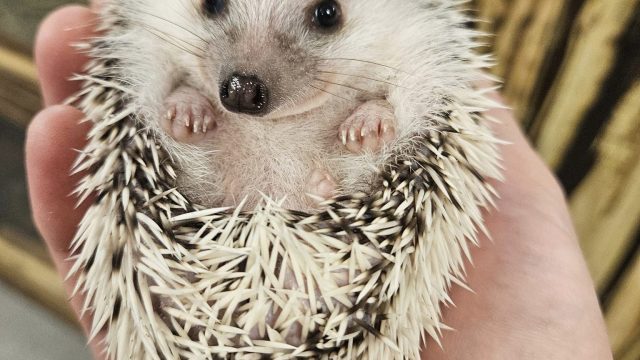 Hedgehogs!