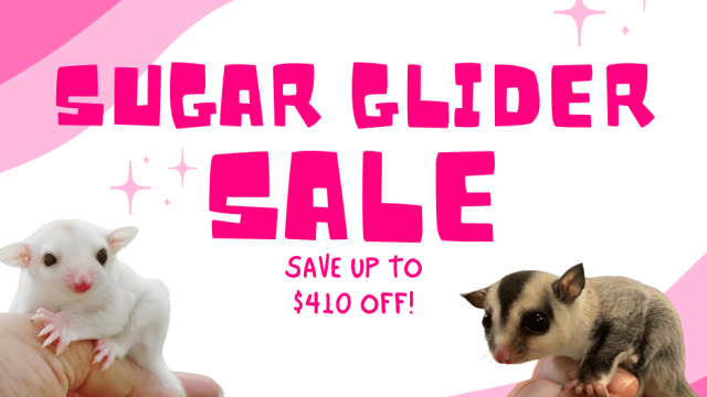 Sugar Glider SALE!