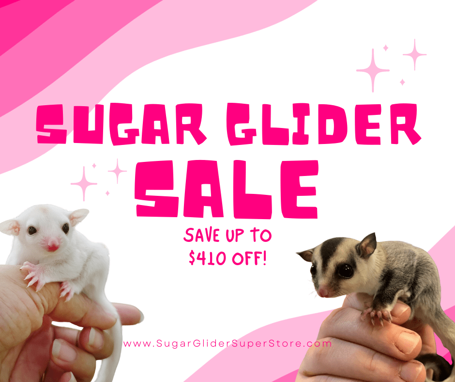 Sugar-Glider-min