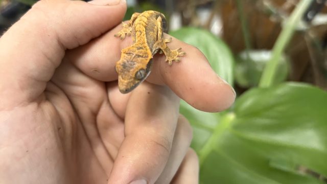 crested-min