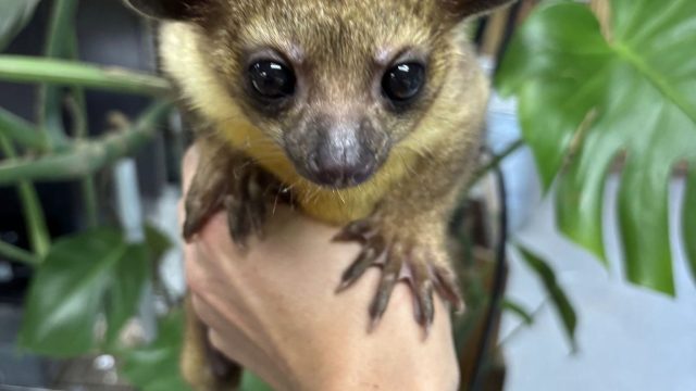 kinkajou