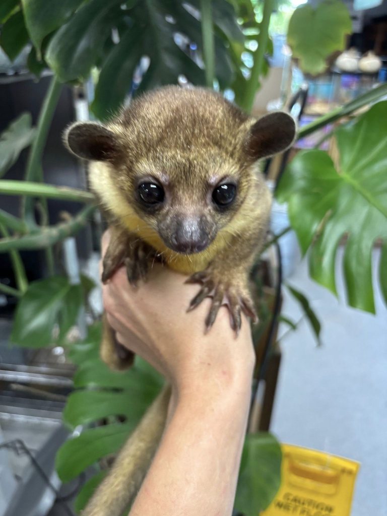 kinkajou