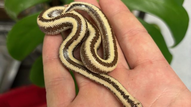 rosy-boa