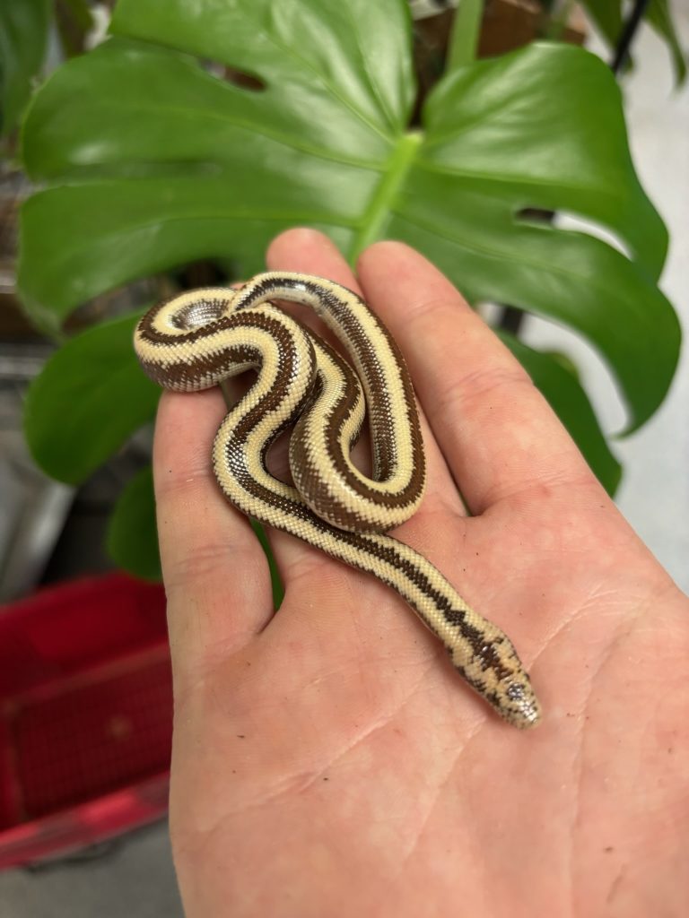 rosy-boa