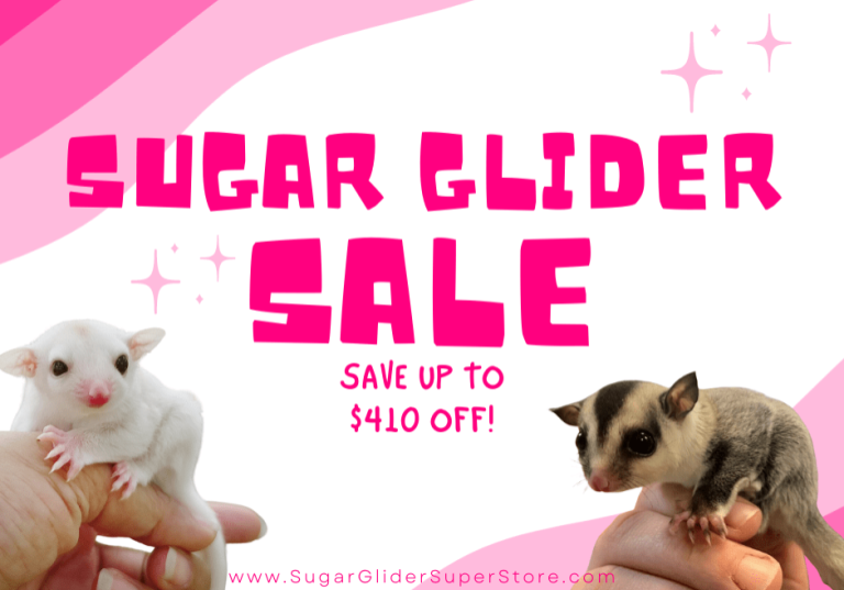 Sugar-Glider-min