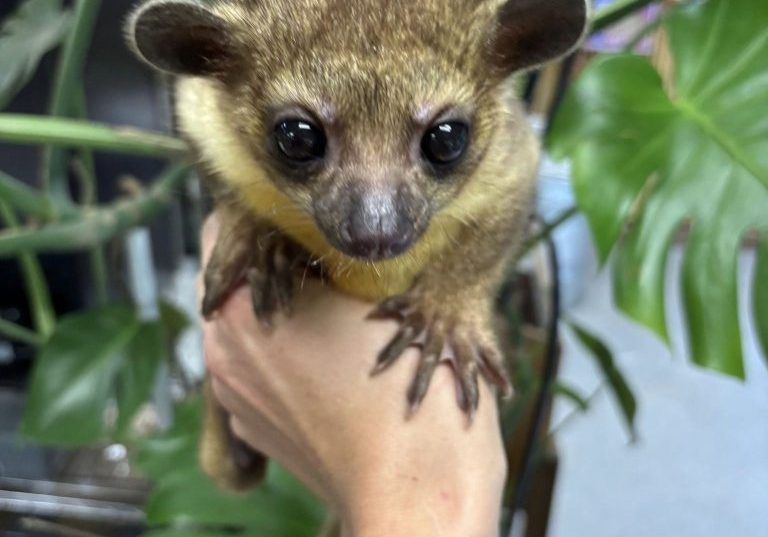 kinkajou